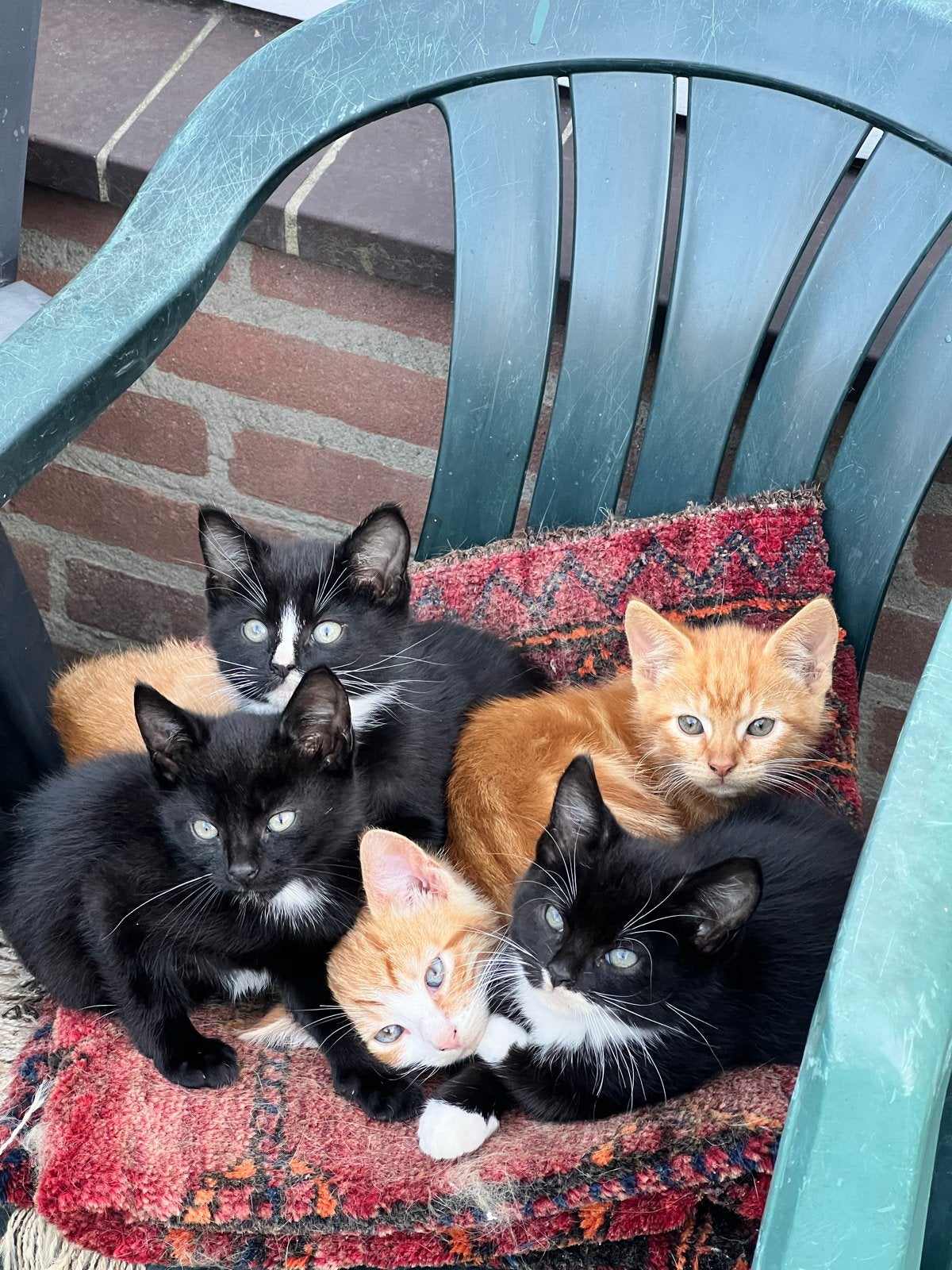 Lieve katertjes zoeken een fijn huis, Kater, Kortharig, 0 tot 2 jaar