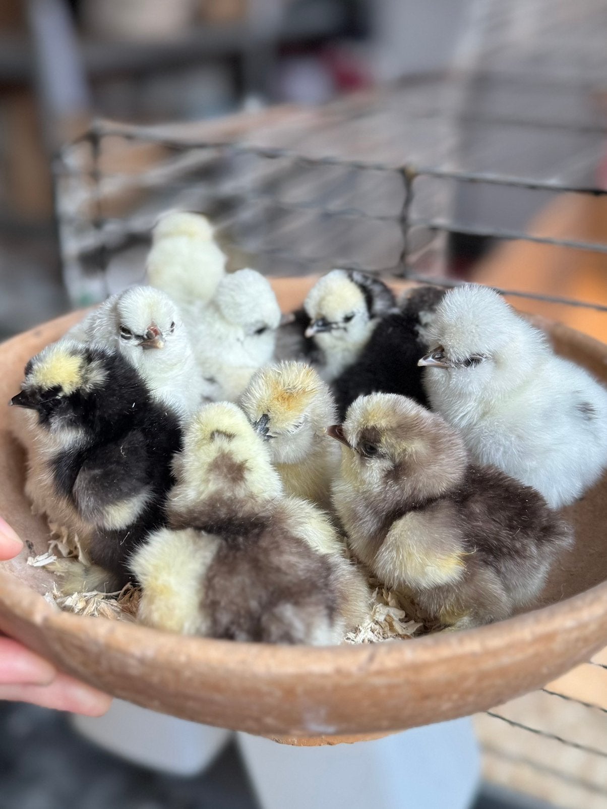 Zijdehoen usa kuikens, Dieren en Toebehoren, Vogels | Parkieten en Papegaaien, Geslacht onbekend, Parkiet