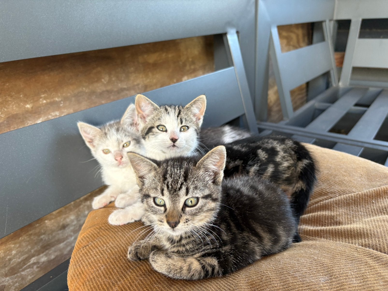 Prachtige, lieve kittens, Meerdere dieren, Kortharig, 0 tot 2 jaar