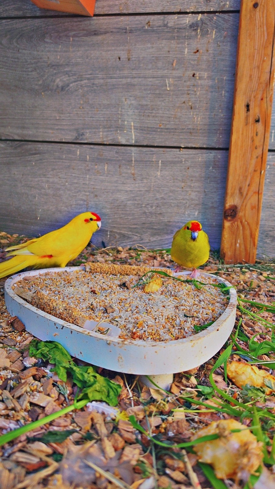 Mooie vogels, Mannelijk, Parkiet