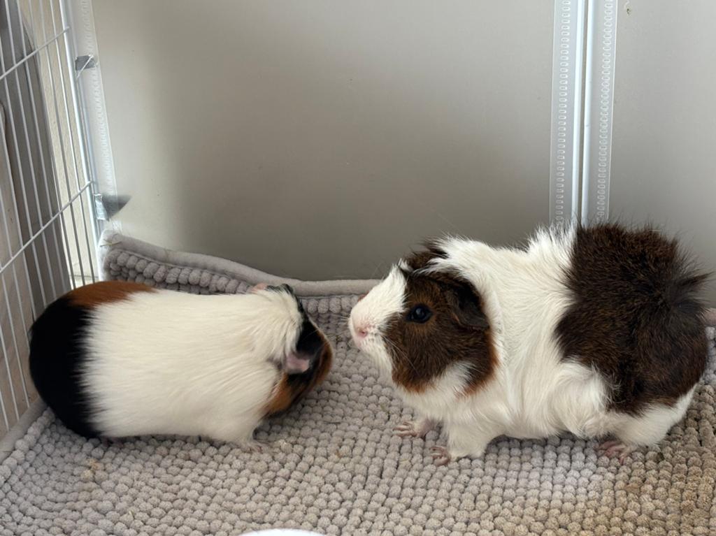 2cavias te koop(moet zsm weg), Cavia, Mannelijk, December, Tam