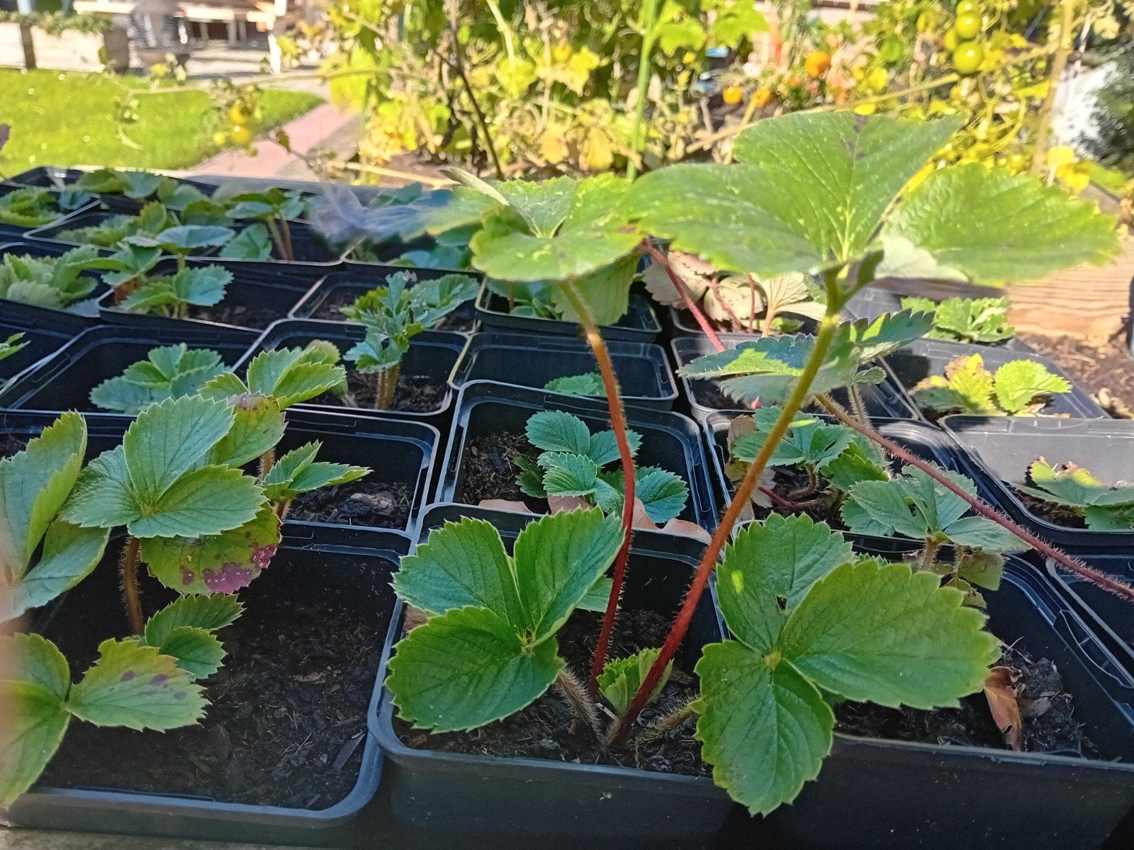 Aardbeiplanten stekjes - Doordragend & Klaar om te Planten, Volle zon, Vaste plant, Ophalen of Verzenden, Zomer