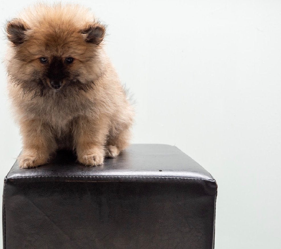 : 4 Prachtige Keeshond pups (Black & Tan) uit nest van 8, 8 tot 15 weken, Parvo, Meerdere, Meerdere dieren
