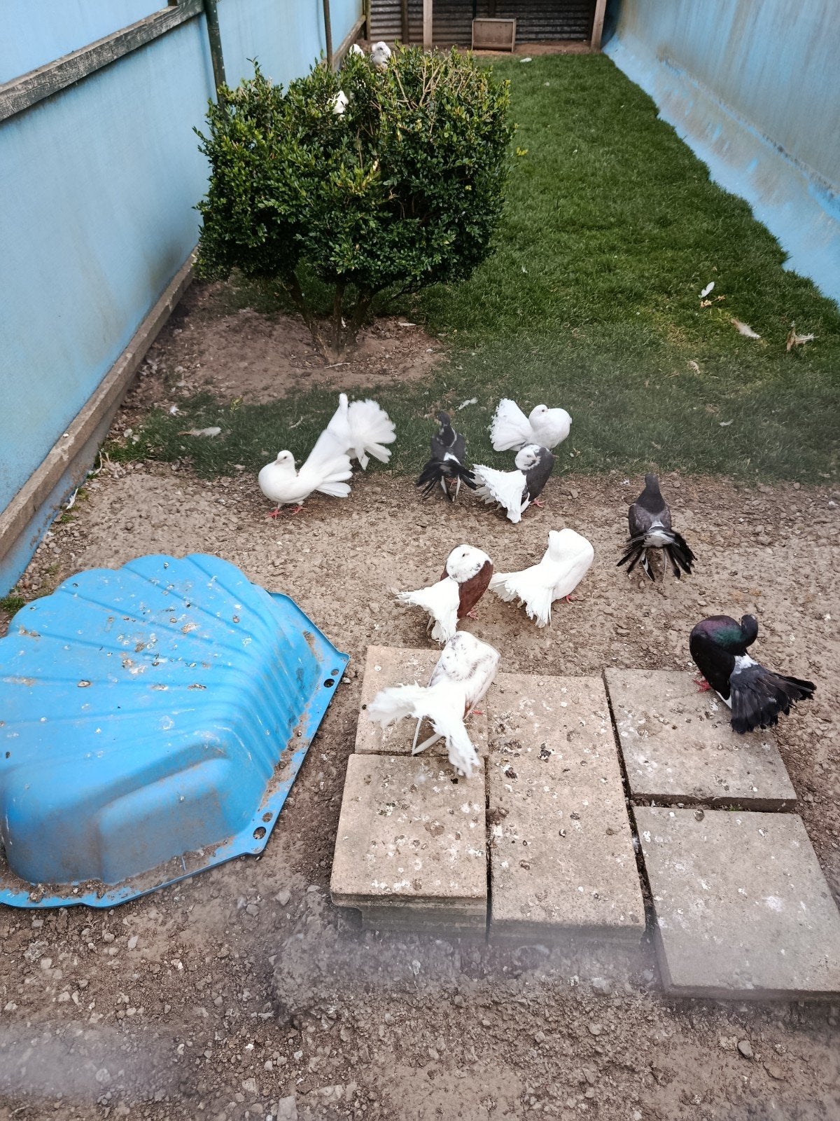 Pauwstaartduiven te koop, Meerdere dieren