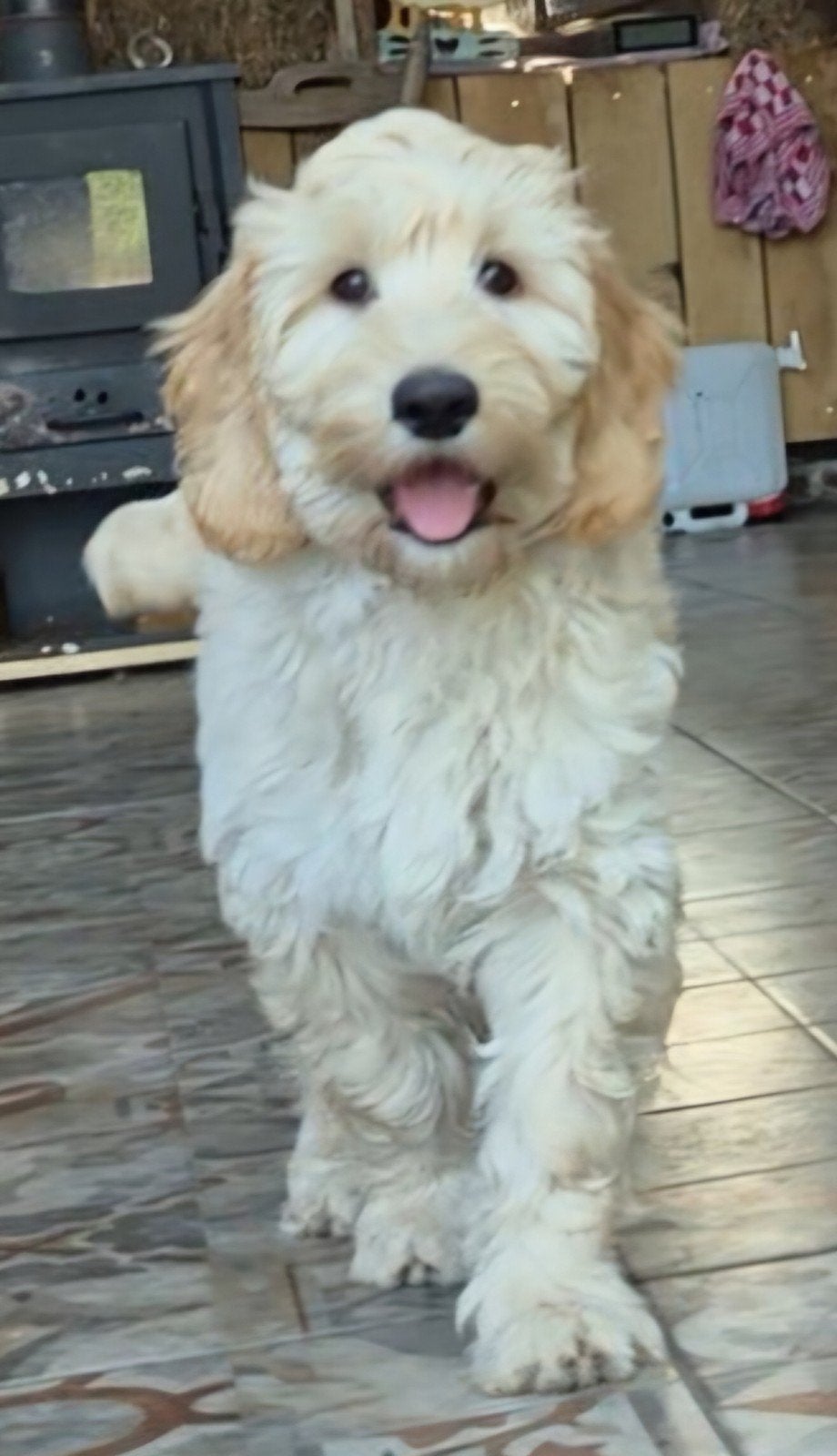 Dit is Kobus Labradoodle multigen pup reu, Parvo, Nederland, 8 tot 15 weken, Eén hond