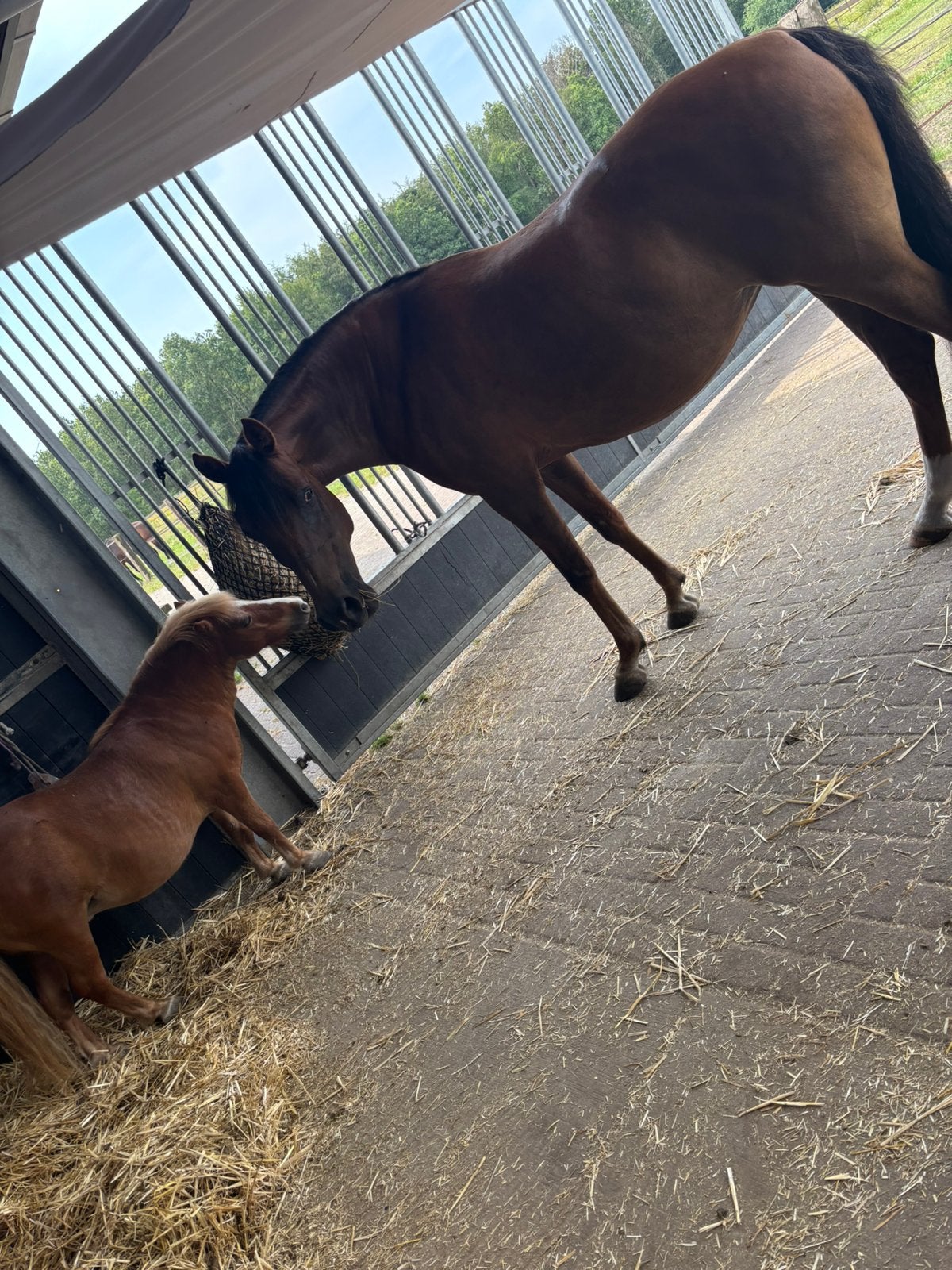 Lease pony gezocht, Dieren en Toebehoren, Ophalen of Verzenden, Nieuw