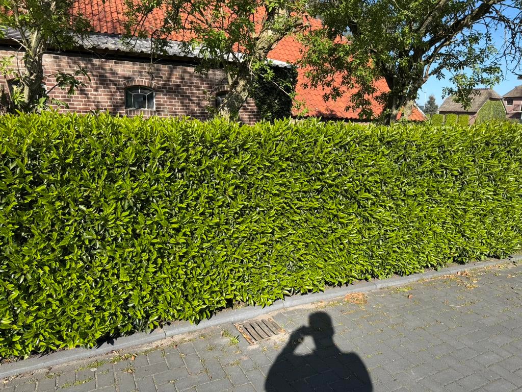 Potgekweekte portugese laurier. 150-175cm, Tuin en Terras, Planten | Struiken en Hagen, Ophalen of Verzenden, Laurier, 100 tot 250 cm