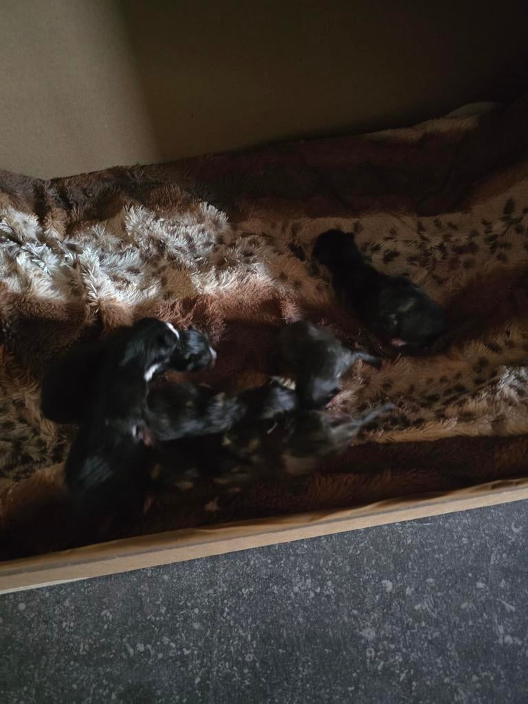 Mooie lieve kittens Ragdoll x Europese korthaar, Dieren en Toebehoren, Meerdere dieren, 0 tot 2 jaar