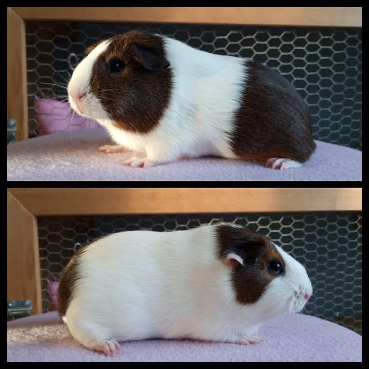 Goudagouti bont cavia zeugje, Dieren en Toebehoren, Cavia, Augustus, Vrouwelijk, Tam