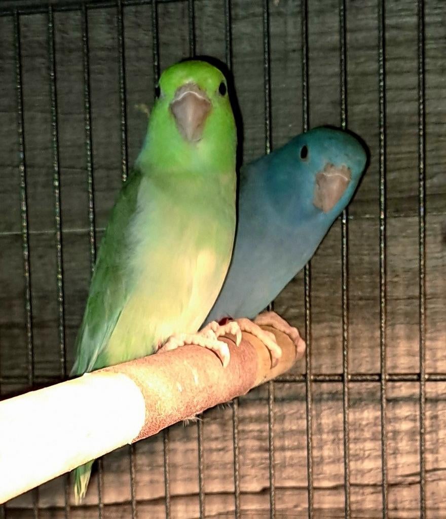 Forpussen eventueel ruilen, Meerdere dieren, Dwergpapegaai of Agapornis