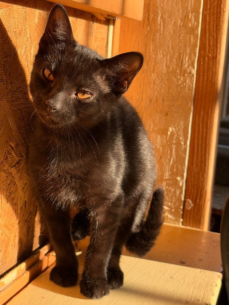 2 superlieve kittens van 4 maanden oud te koop, Poes, Kortharig, 0 tot 2 jaar