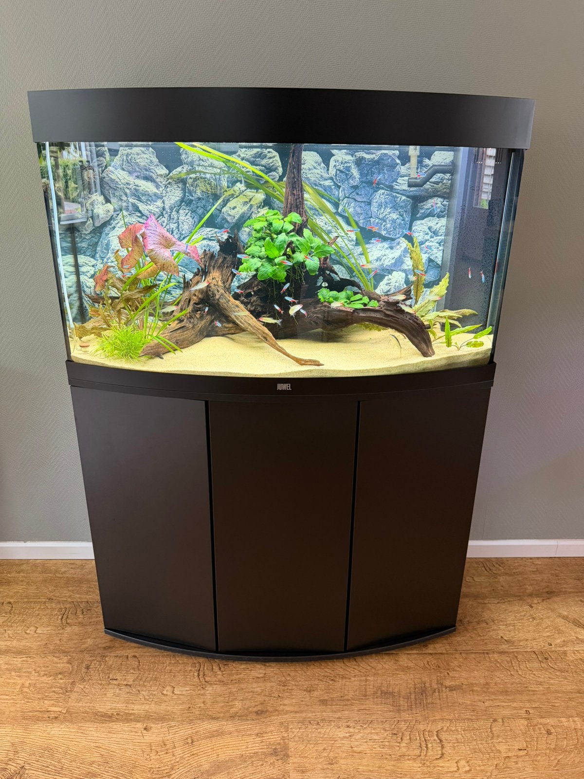 Juwel Vision 180 LED, Dieren en Toebehoren, Vissen | Aquaria en Toebehoren, Ophalen, Inclusief planten, Juwel, Gevuld zoetwateraquarium