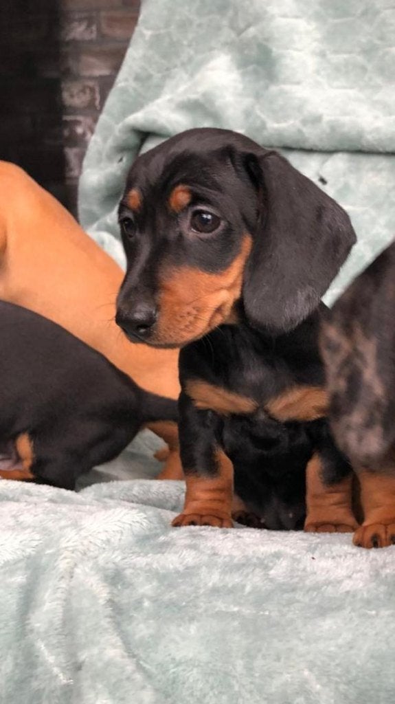 Teckel pup te koop, Reu, 8 tot 15 weken, Korthaar, Dwerg