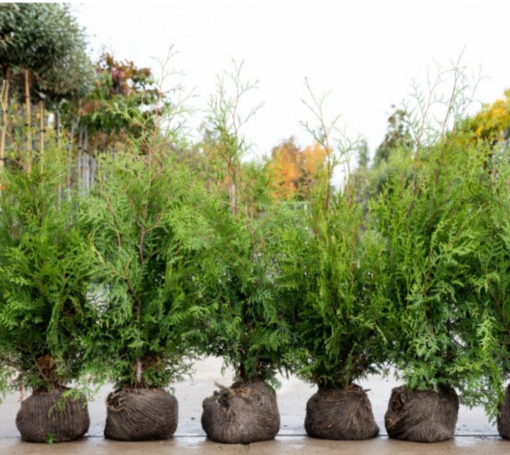 Najaarsdeal!! Aangeboden Coniferen Thuja Brabant, Vaste plant, Bloeit niet, Halfschaduw, Ophalen