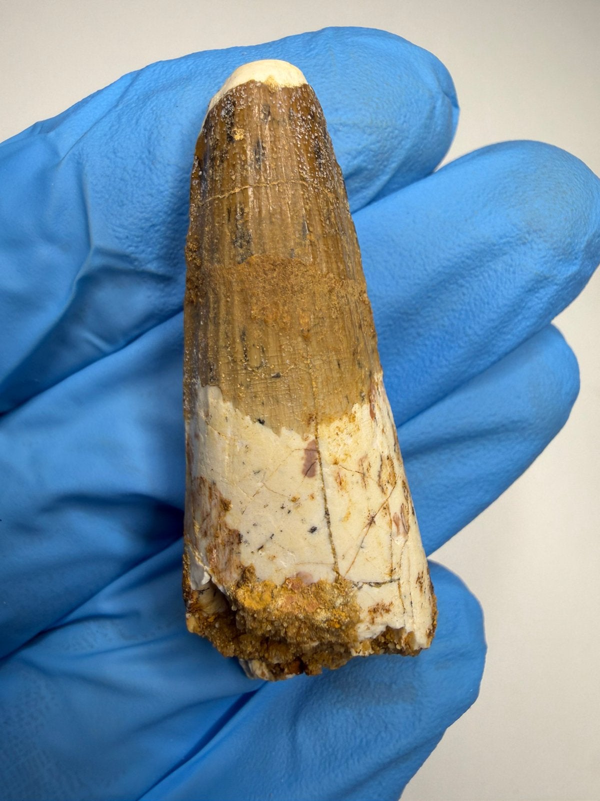 Spinosaurus tand, Ophalen of Verzenden, Fossiel