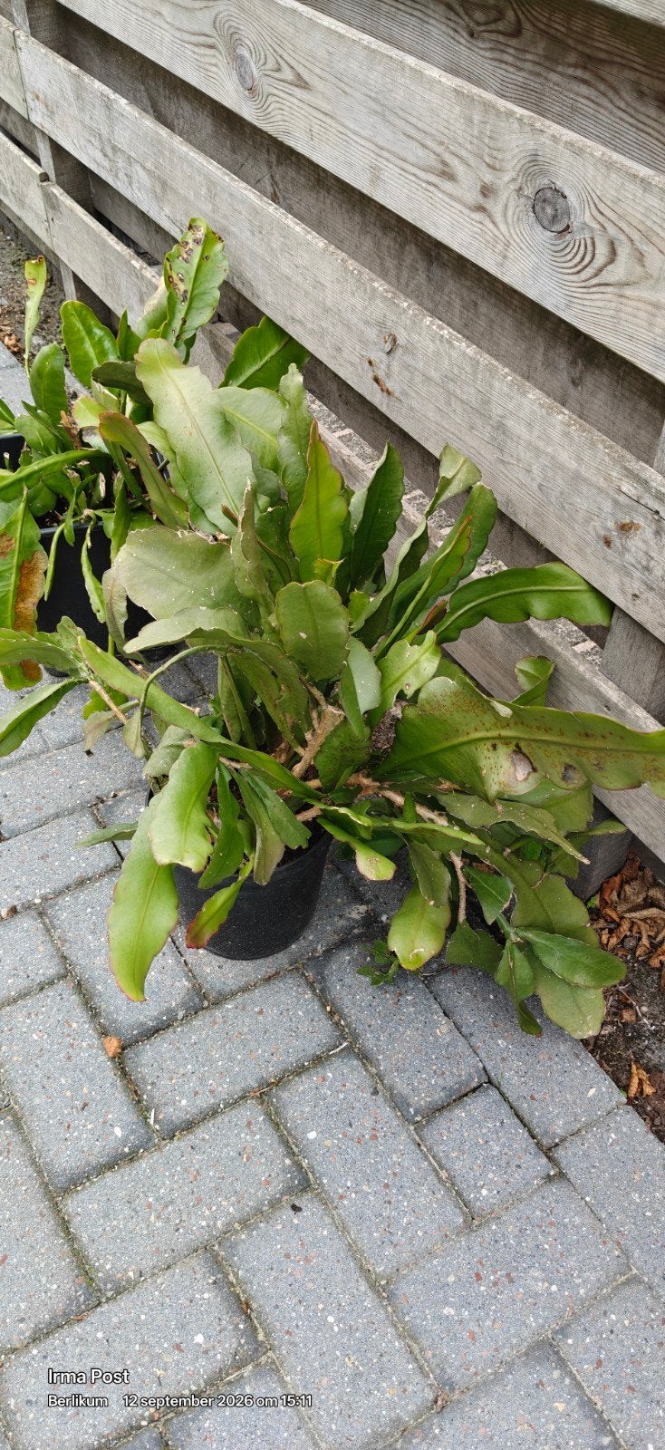 Epiphyllum Atlantis, Bloeiende kamerplant, Ophalen, Halfschaduw, Minder dan 100 cm