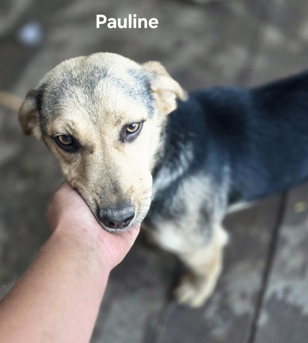 Wij zoeken mensen die honden uit Roemenië willen trainen om, Particulier, 1 tot 2 jaar, Buitenland, Teef