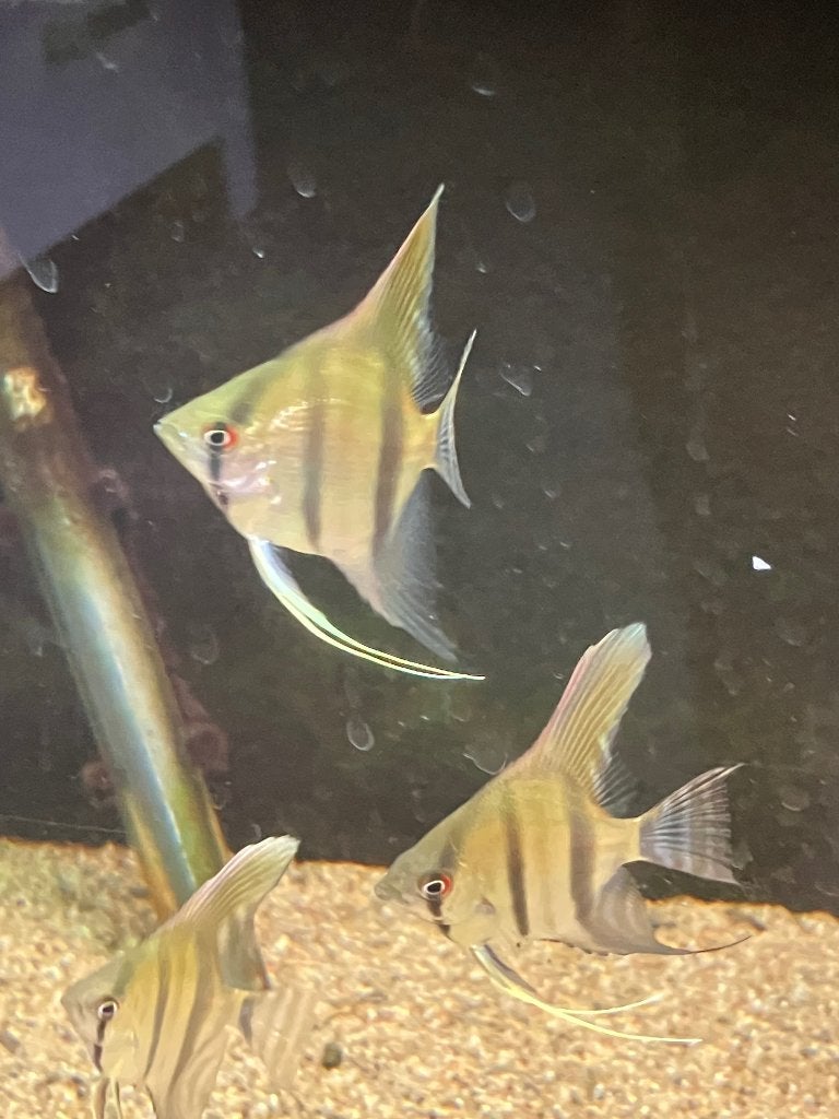 Maanvis, Dieren en Toebehoren, Vis, Zoetwatervis
