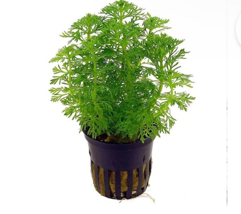 Limnophila Sessiliflora, Dieren en Toebehoren, Ophalen of Verzenden, Zo goed als nieuw, Plant(en), Steen of Hout