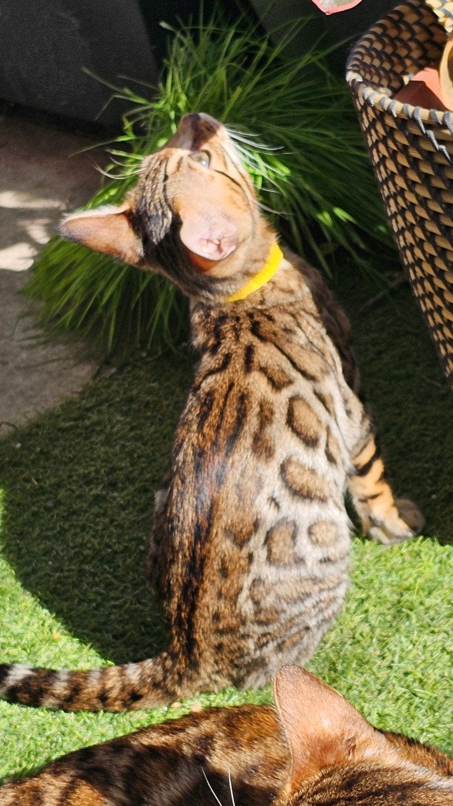 ☆Top ras☆ Bengaalse kittens met stamboom moeder kampioen, Meerdere dieren, Met stamboom