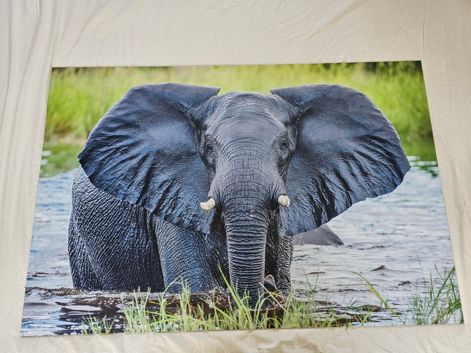 olifant schilderij aluminiun print, Ophalen of Verzenden, Nieuw, Schilderij