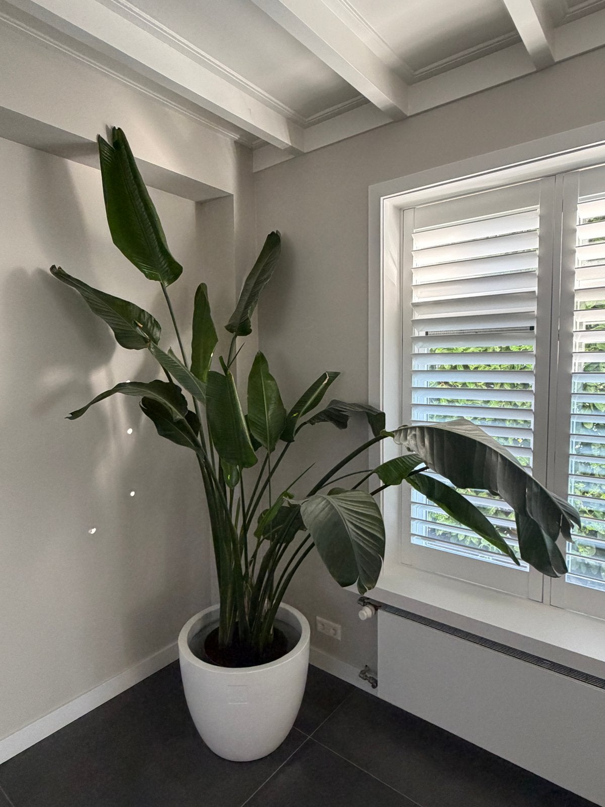 Grote Strelitzia Nicolai - Paradijsvogelplant, Tuin en Terras, Volle zon, Vaste plant, Bloeit niet, Ophalen