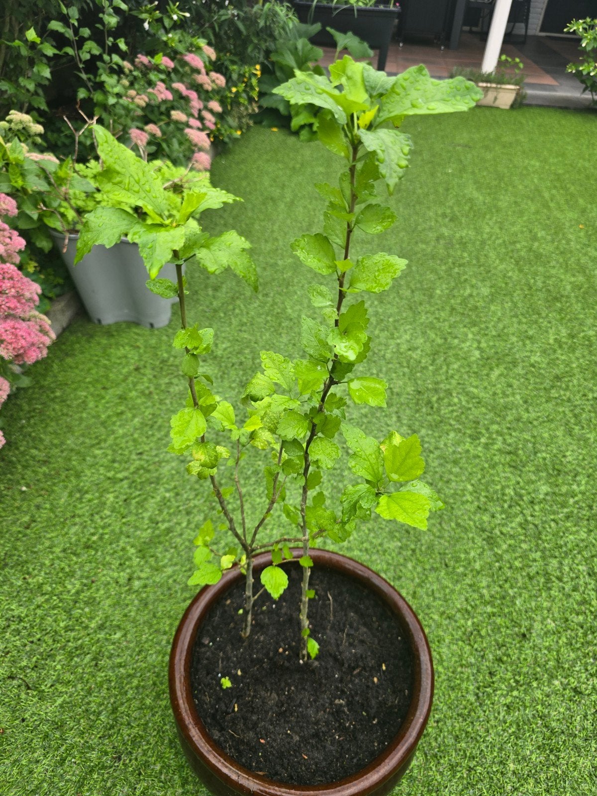 Hibiskus planten, Tuin en Terras, Ophalen, Minder dan 100 cm, Overige soorten, Volle zon
