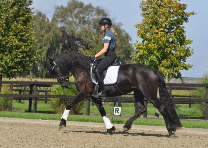 4 jarige knappe friese merrie V Auwert, Dieren en Toebehoren, Merrie, Dressuurpaard, 3 tot 6 jaar, 160 tot 165 cm