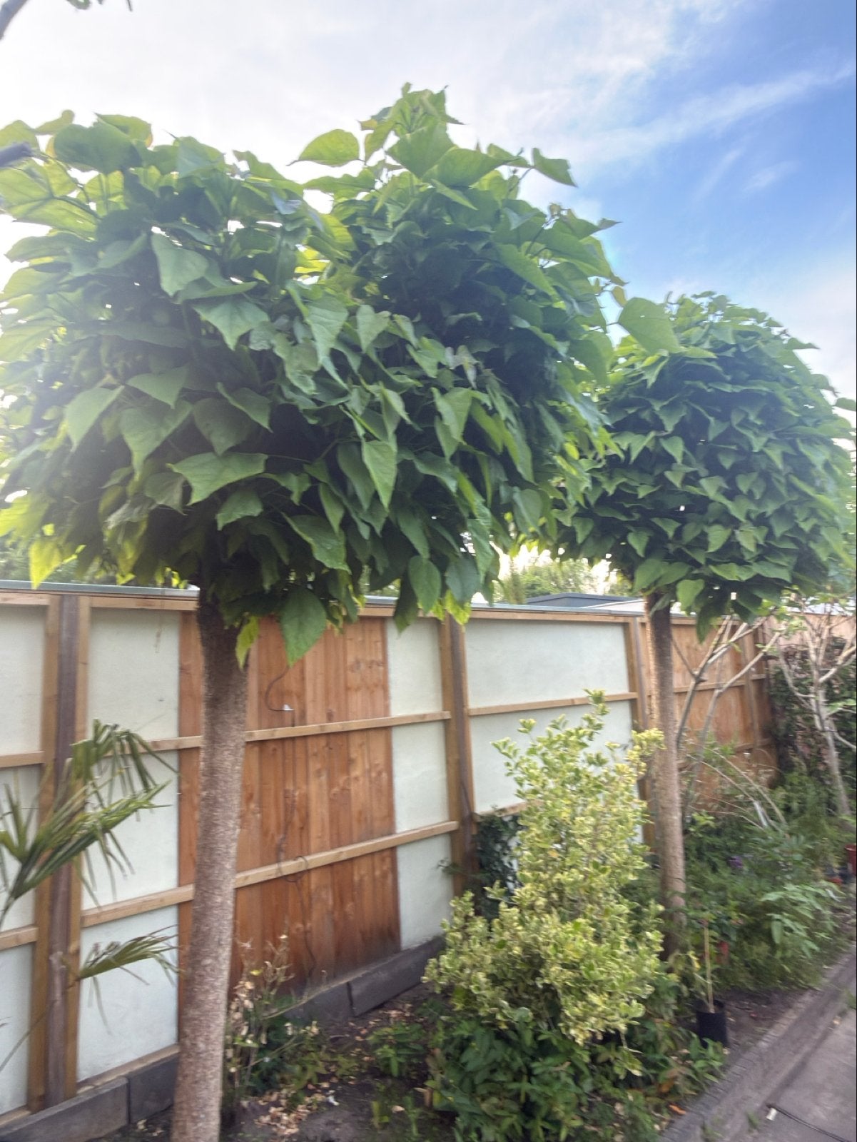 Twee prachtige Bolbomen (Catalpa) - Ideaal voor elke tuin, Tuin en Terras, Planten | Bomen, Bloeit niet, 250 tot 400 cm, Ophalen