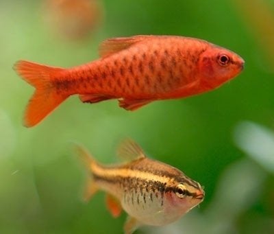 sherry barbeel, Dieren en Toebehoren, Vis, Zoetwatervis, Schoolvis