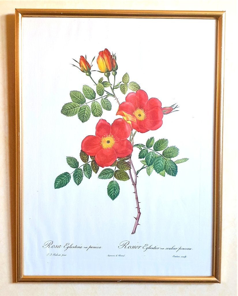 2 x Redouté 🌹 „Rose Eglanteria” Remond, Ingelijst, 40 cm, Ophalen of Verzenden, Flora en Fauna