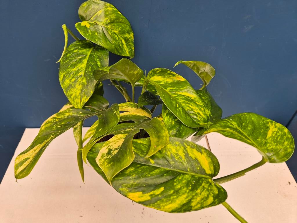 Epipremnum pinnatum Cintho Goldfinger XXL p17 (4)