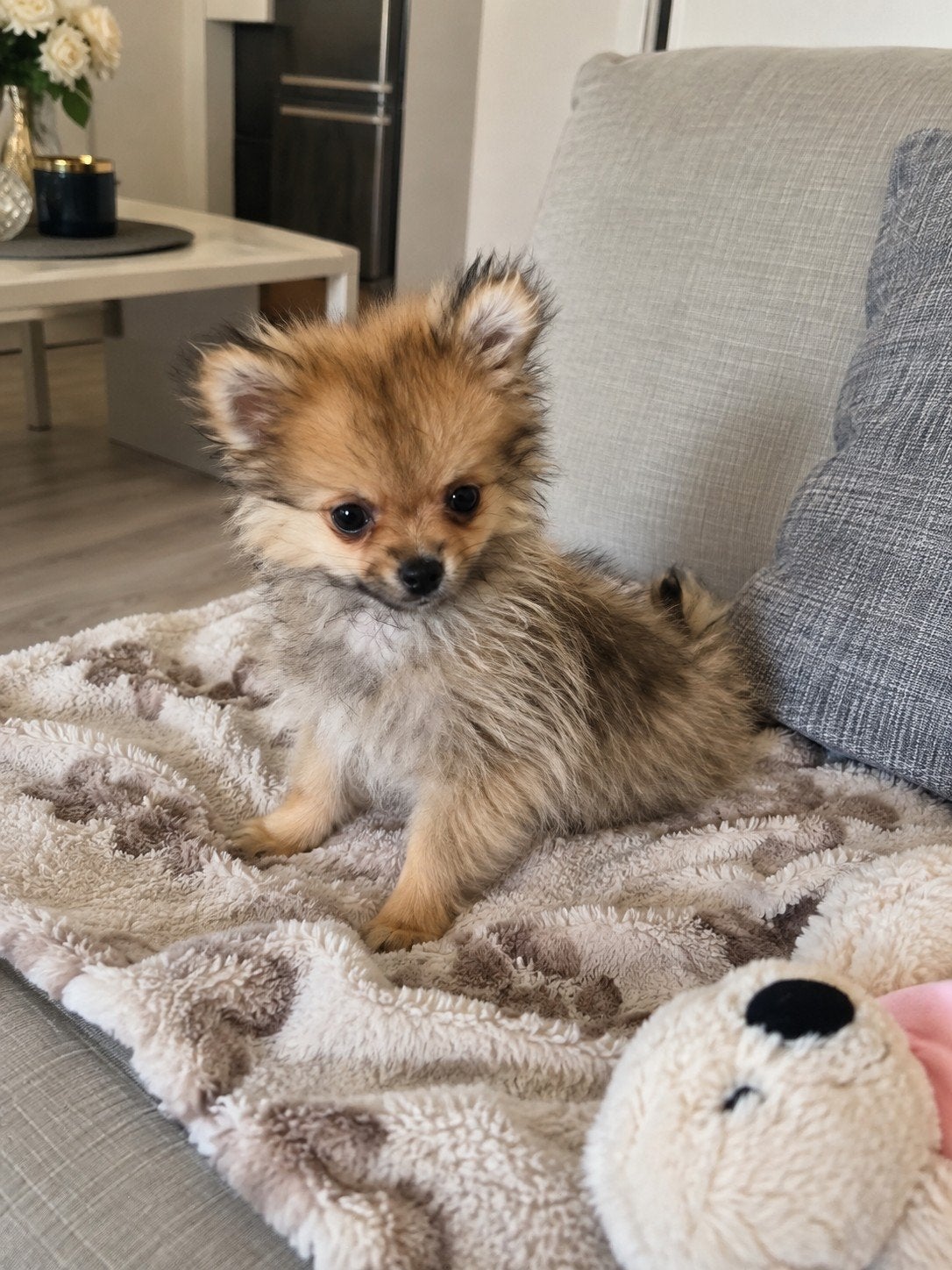 Te koop: Pomeriaan / Dwergkees pup, Particulier, 15 weken tot 1 jaar, Buitenland, Parvo