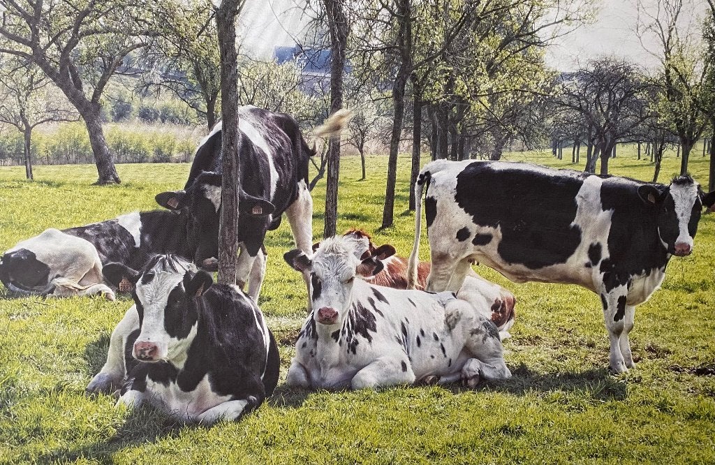 Lars van de Goor foto op canvas No milkshakes today, Ophalen