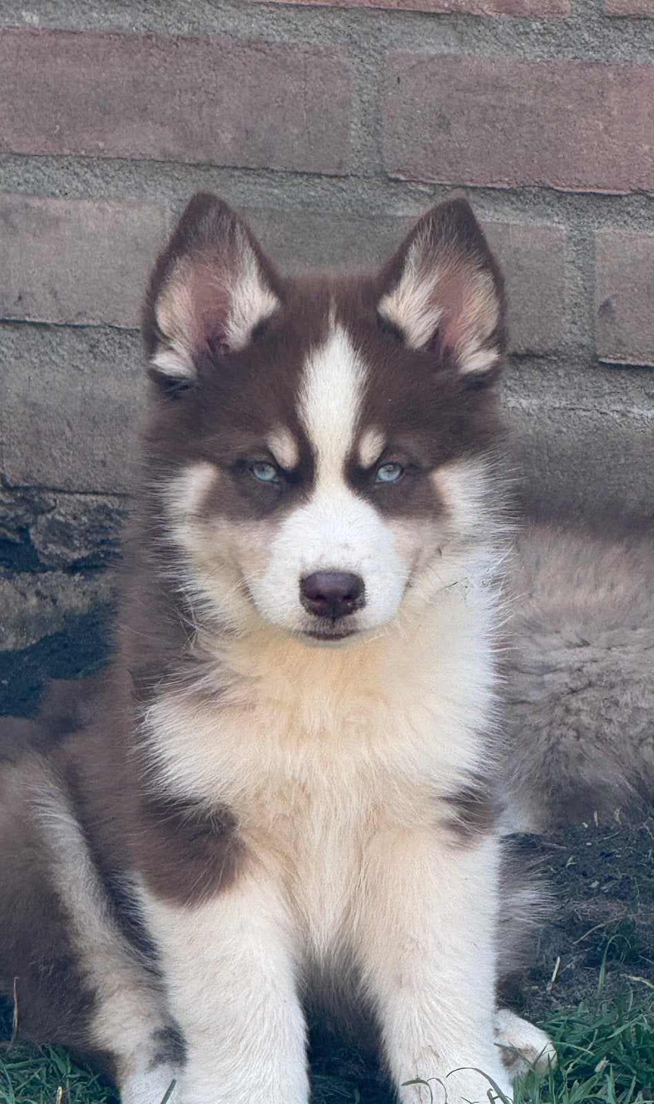 Lieve, schattige Pomsky pups mogen verhuizen, Overige rassen, 8 tot 15 weken, Parvo, Meerdere