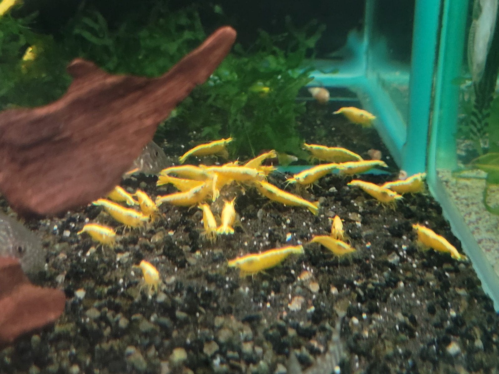 Citroen garnalen neon backstrip garnalen woe 19//dond 20 aug, Dieren en Toebehoren, Vissen | Aquariumvissen, Kreeft, Krab of Garnaal
