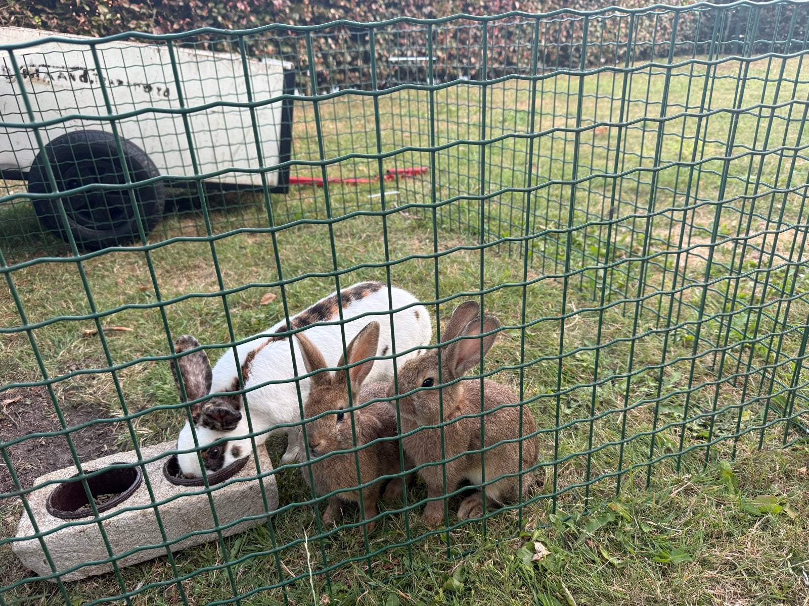 2 jonge rex konijnen, Dieren en Toebehoren, Knaagdieren, Juni, Meerdere dieren, Overige typen, Tam