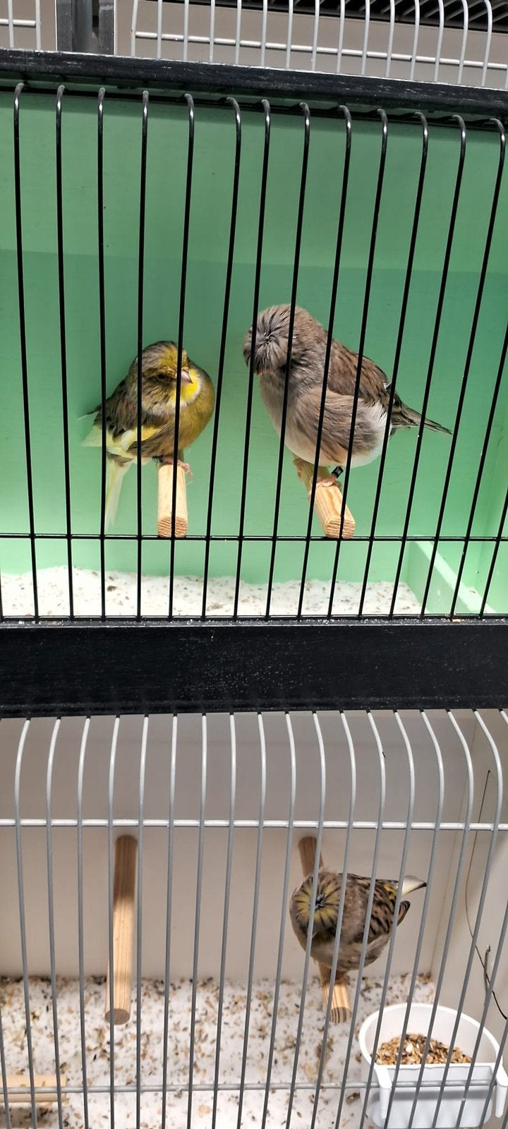 Glosters poppen en mannen, Dieren en Toebehoren, Meerdere dieren, Kleurkanarie