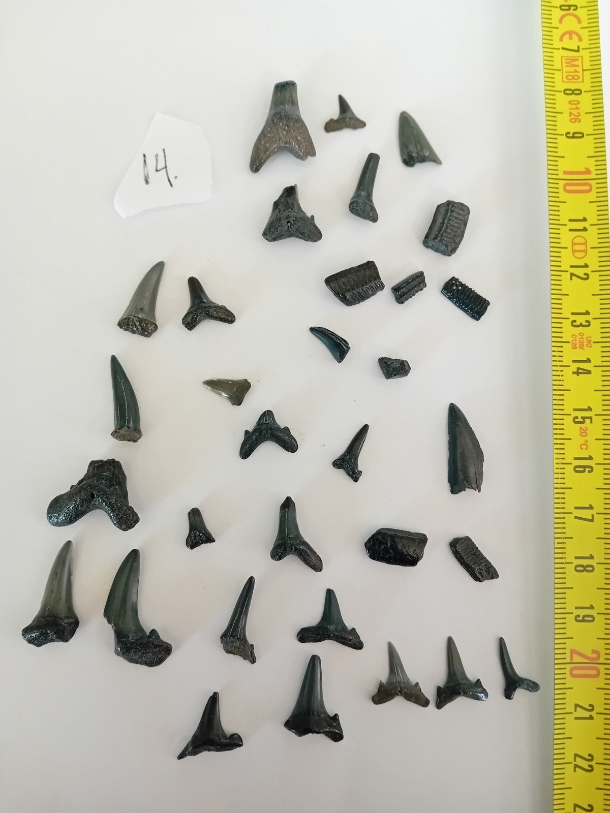 Zakje 14.Haaientanden en fossielen uit de Noordzee, Verzamelen, Mineralen en Fossielen, Ophalen of Verzenden, Fossiel
