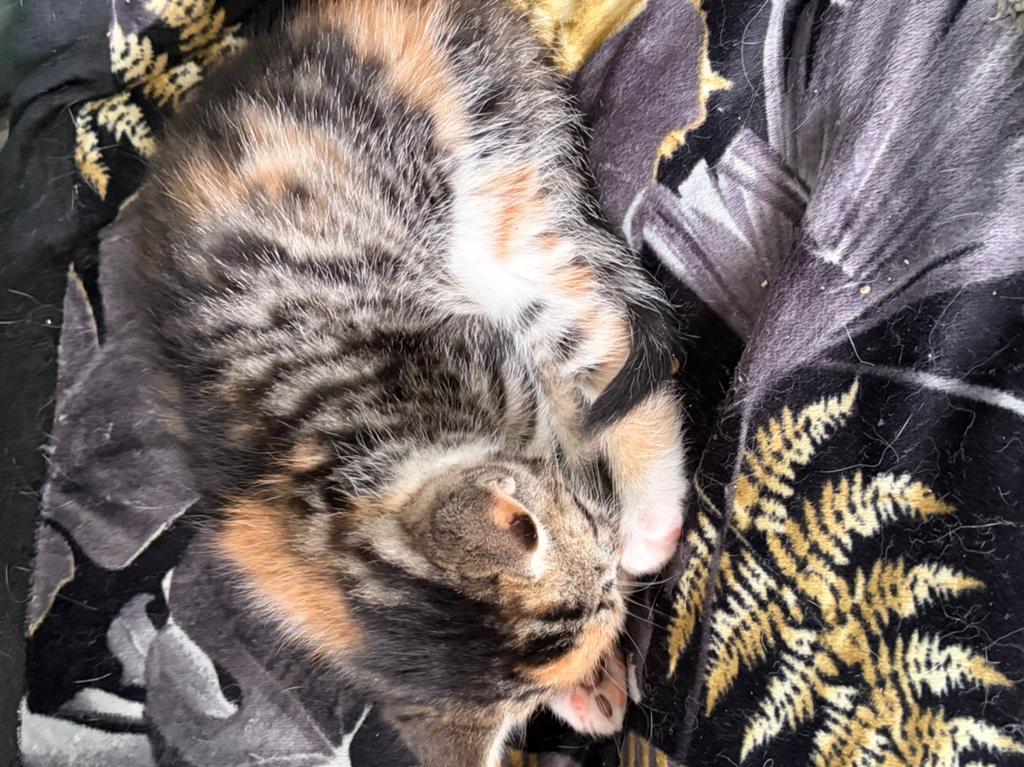 Kittens, Dieren en Toebehoren, Katten en Kittens | Overige Katten, Kortharig, Geslacht onbekend, 0 tot 2 jaar
