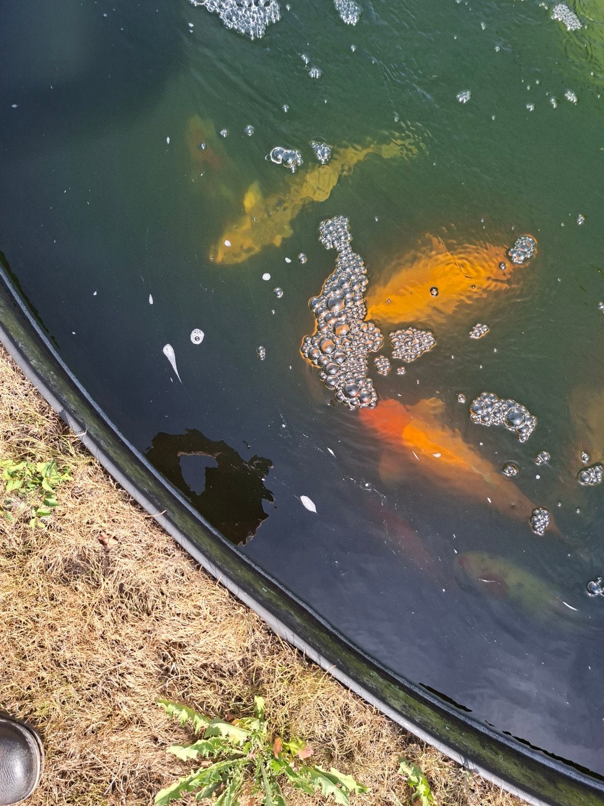 15 koi karpers, Karper of Koi