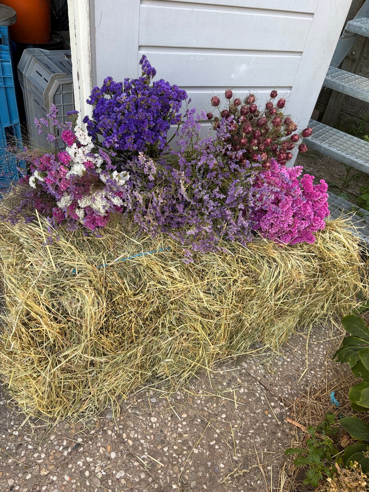 Droogbloemen boeketten in diverse kleuren, Ophalen, Meerkleurig, Natuurlijk materiaal, Nieuw
