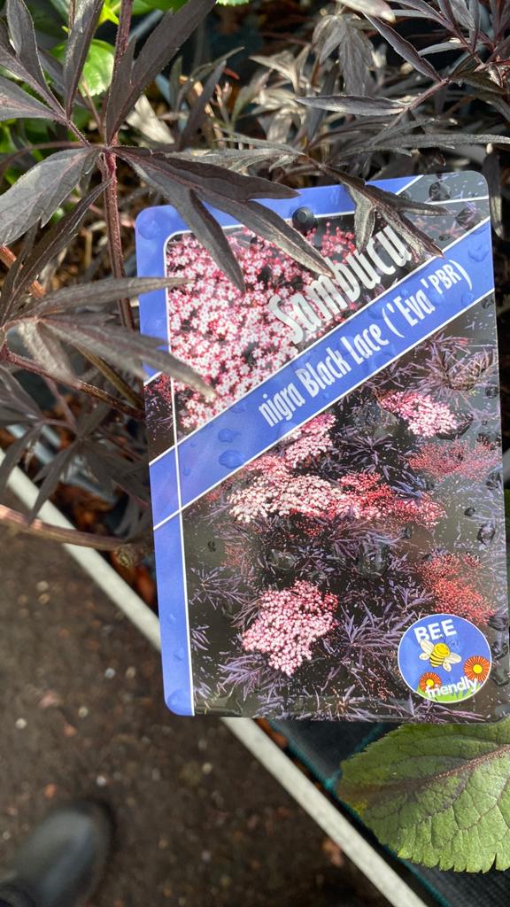Sambucus nigra Black Lace - Sierlijke Vlier, Tuin en Terras, Planten | Tuinplanten, Volle zon, Vaste plant, Zomer, Ophalen