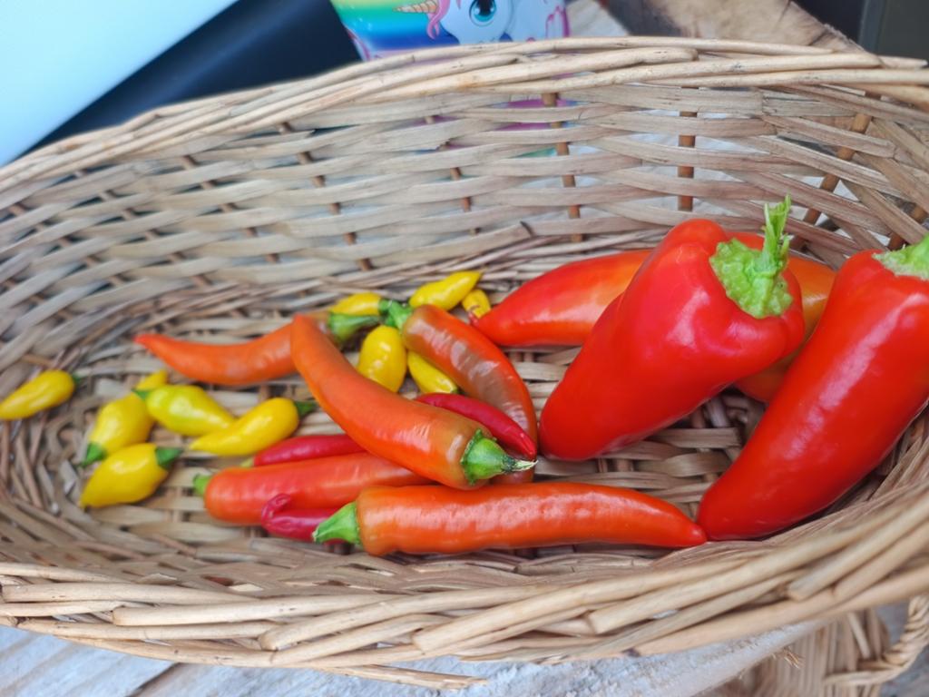 Verse pepertjes uit eigen tuin -onbespoten, Ophalen, Volle zon
