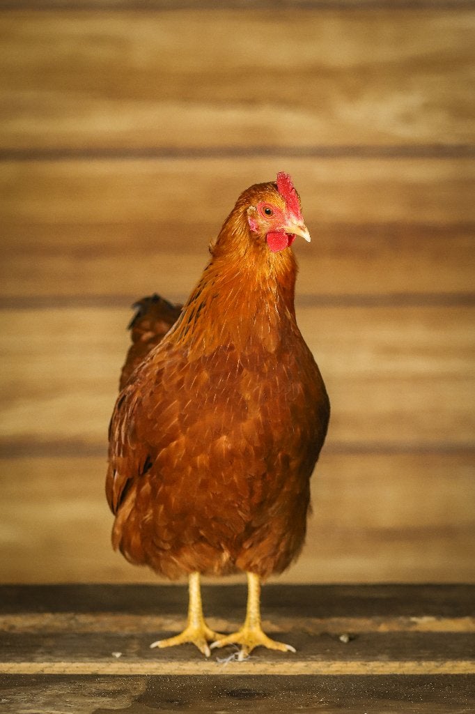 New Hampshire krielen | Goede leggers | Passend advies, Dieren en Toebehoren, Pluimvee, Meerdere dieren, Kip