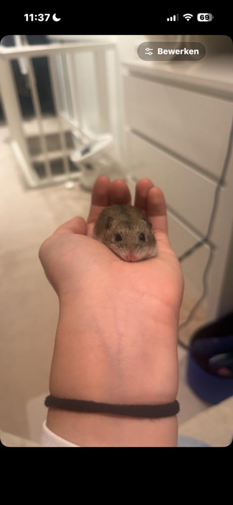 Chinese dwerghamster, Dieren en Toebehoren, Knaagdieren, Hamster, Juni, Mannelijk, Tam