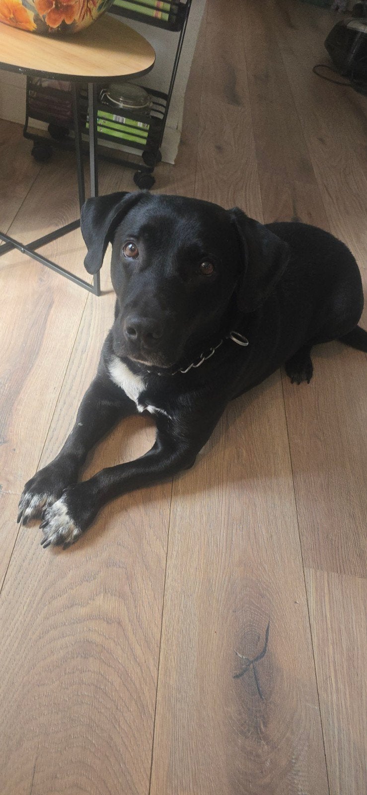 Goed huisje voor onze Guus gezocht, Dieren en Toebehoren, Reu, CDV (hondenziekte), Eén hond, 3 tot 5 jaar