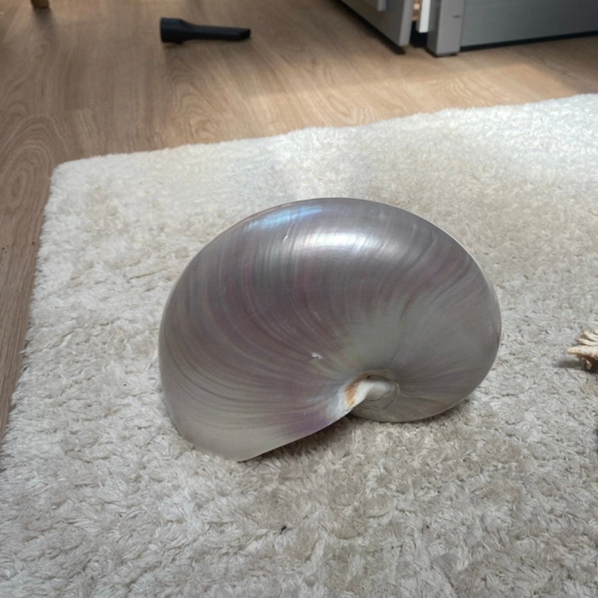 parelmoer Nautilus schelp, Ophalen of Verzenden, Zo goed als nieuw