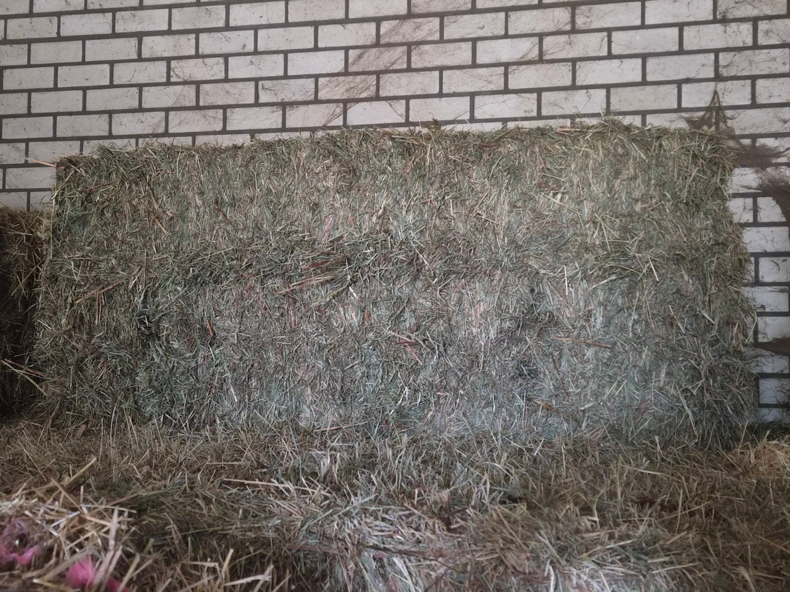 Grote hooibalen voor schapen met Jacobskruid, Ophalen of Verzenden, Vee