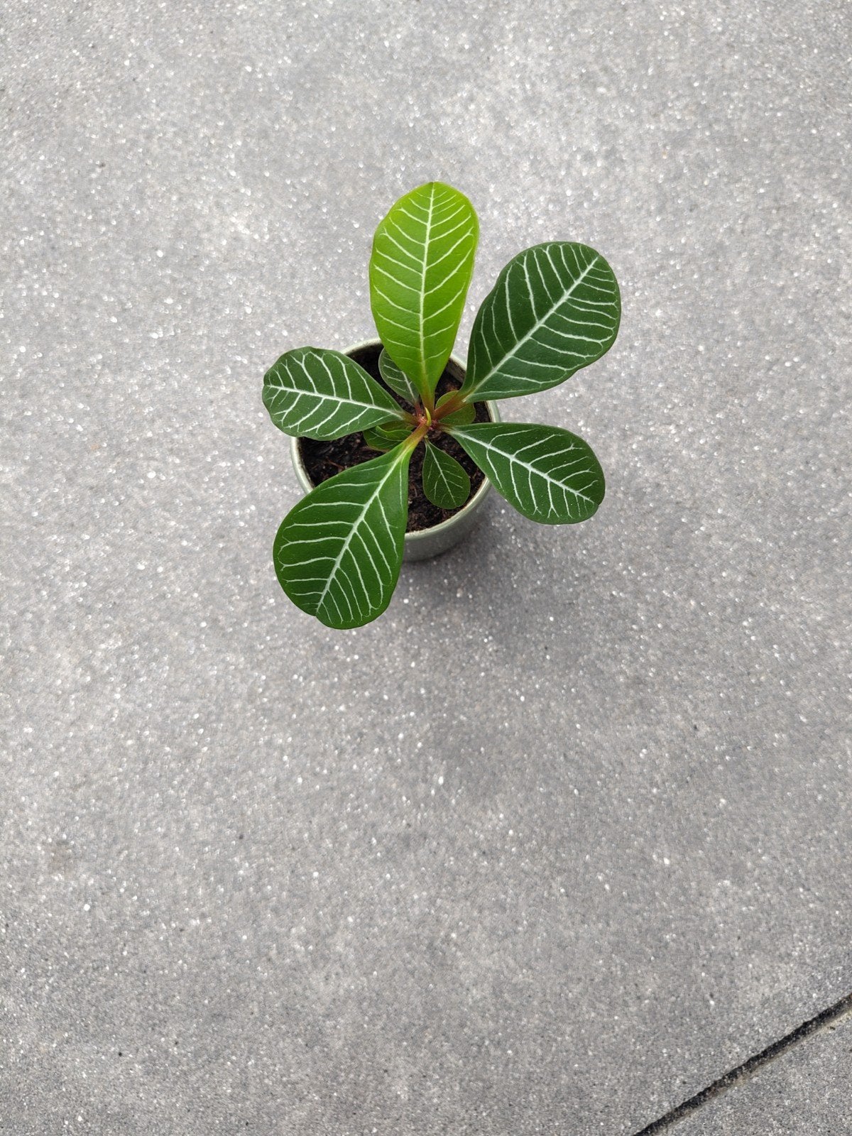 Madagascar Jewel plant (Euphorbia Leuconeura), Overige soorten, In pot, Minder dan 100 cm, Groene kamerplant